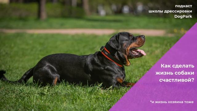 Как сделать жизнь собаки счастливой? смотреть онлайн