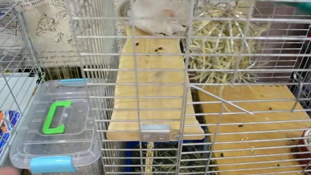 Новые питомцы. Нас стало больше. Шиншиллы, морская свинка и еще трое. Зооуголок смотреть онлайн