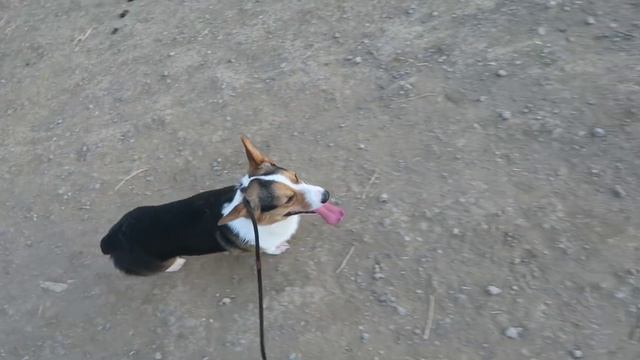 MY PEMBROKE WELSH CORGI TIPS & TRICKS - Life After College: Ep. 435 смотреть онлайн