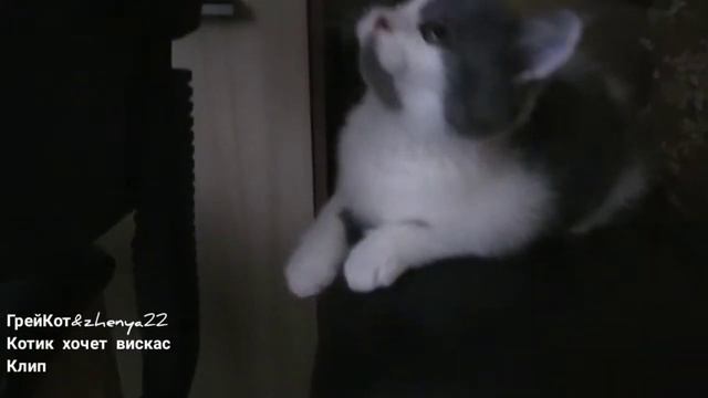Премьера клипа) котик хочет вискас ГрейКот&Zhenya22 смотреть онлайн