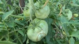 Томат Красный слон. Процесс созревания.