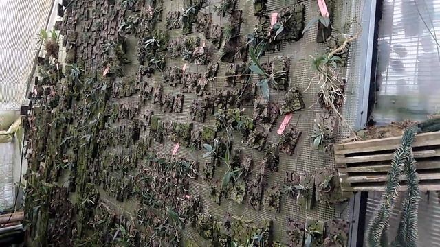 Теплица орхидей в Польше. г.Лодзь. смотреть онлайн