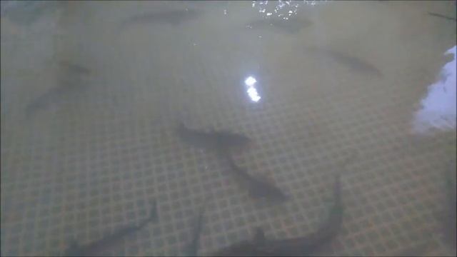 ПОЧЕМУ ОСЕТР КРАСНАЯ РЫБА, А ФОРЕЛЬ НЕТ смотреть онлайн