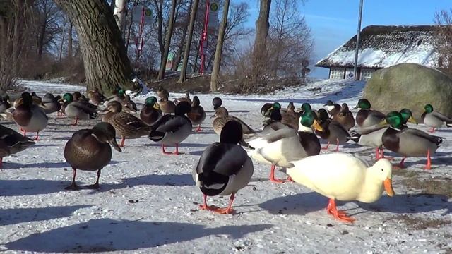 Sony HDR-CX220E Enten Test in Ratzeburg смотреть онлайн