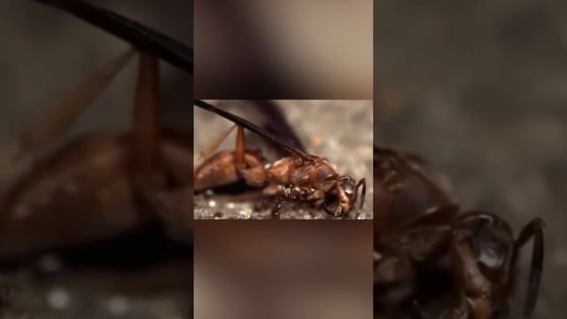 Из головы у муравья вылезает муха смотреть онлайн