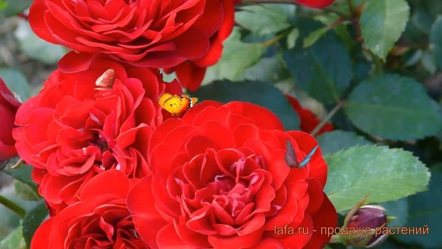 Роза флорибунда Лаваглют ? флорибунда роза Лаваглют обзор: как сажать, саженцы розы Лаваглют смотреть онлайн