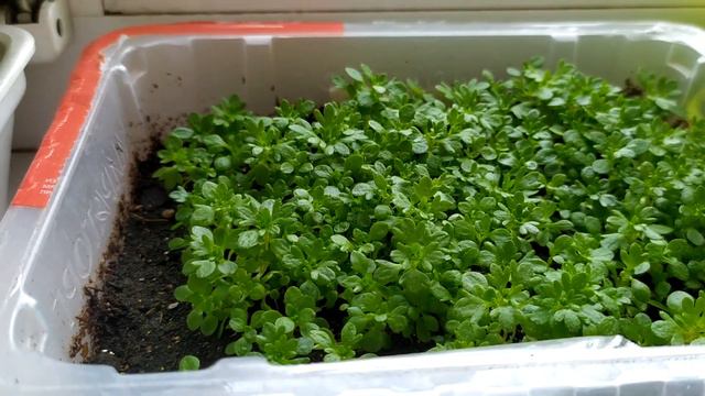 Моя рассада цветов на начало мая 2022 года смотреть онлайн