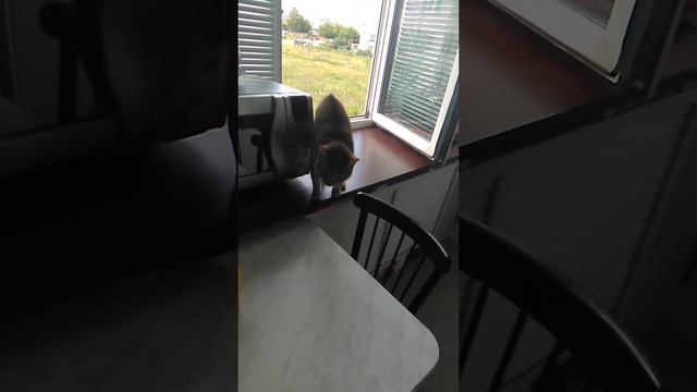 Кошка  бросается на швабру