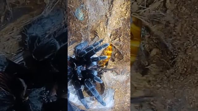 Охота паука .Первый в жизни таракан смотреть онлайн