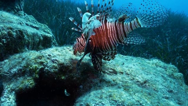 Bodrum Dalışı 2022