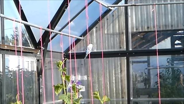 ПОПОЛНЕНИЕ в нашей семье! Гость из тёплых стран. Попугай Пернатый друг. Посоветуйте как его назвать смотреть онлайн
