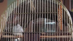 Звуки, которые издает горлица