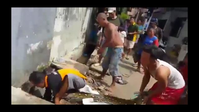 Evacuations phyton in Kudus,middle java Indonesia смотреть онлайн