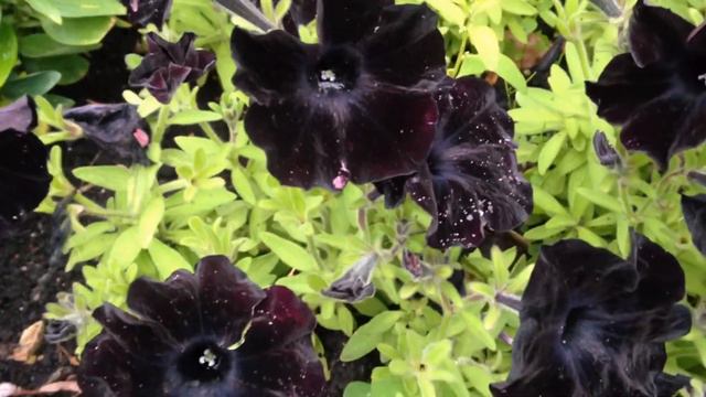 Black colour flowers in cosmos family. смотреть онлайн