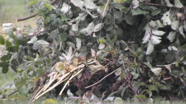 FUJI FINEPIX S4500 AUTOFOCUSING смотреть онлайн