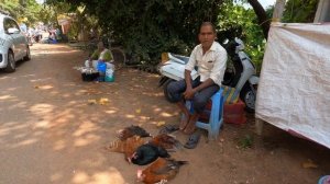 Рыбный рынок Гоа Арамболь Акулы/Креветки/Крабы по 150₽ #гоа #goa #индия #путешествие #arambol #азия