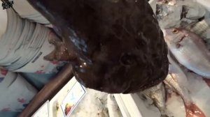 Рыба удильщик! Обитатель морских глубин! МОРСКОЙ ЧЁРТ!!!