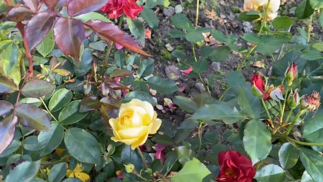 ЦВЕТЕНИЕ РОЗ 2021, 10 СЕНТЯБРЯ 🥰😎. КРАСОТА СПАСЁТ МИР ☀️🥰🤩 смотреть онлайн