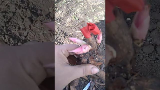 Обзор дорогих сортов пиона. смотреть онлайн