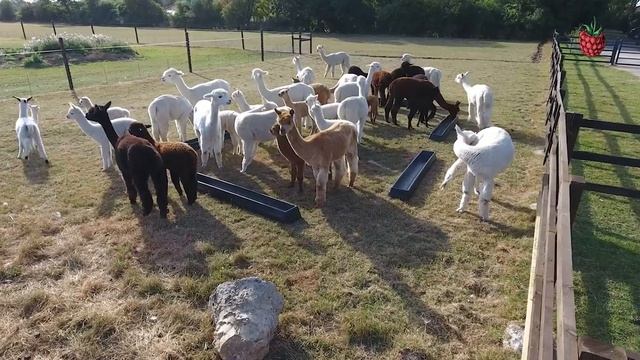 ЖИВОТНЫЕ ФЕРМЫ для детей ｜ Как говорят животные？ смотреть онлайн