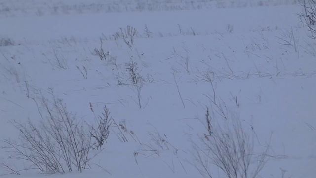 Ястребиная сова в Нижегородской области смотреть онлайн