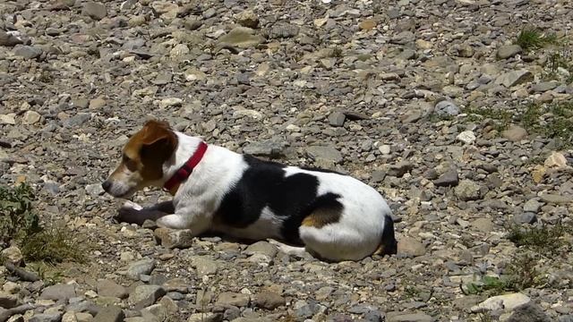 Jack Russell Terrier: The Pros & Cons Of Owning One