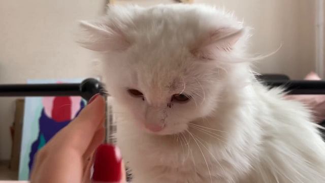 VLOGMAS #1 🎄 ВЛОГМАС #1 • ёлочные игрушки, покупки, адвент календарь и новогоднее настроение смотреть онлайн