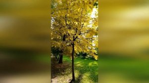 Свиридов "Весна и осень". Исп. Ольга Резетдинова (арфа)