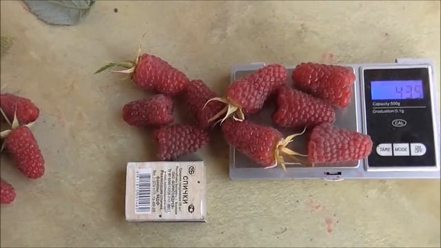 ПОХВАЛИНКА - малина с очень крупной и красивой ягодой. смотреть онлайн