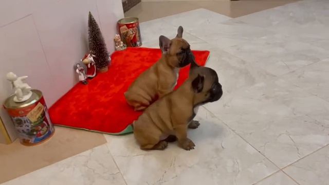 Малышки француженки)))) смотреть онлайн