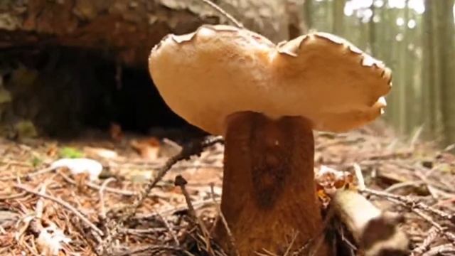 Гриб ГІРЧАК Близнюк Білого Гриба.