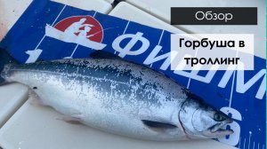 ГОРБУША В ТОЛЛИНГ В ПРИМОРЬЕ! Проверили точку после камбалы.