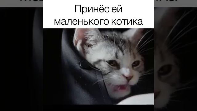 Принес ей маленького котёнка Урывок из Дорамы Влюбиться в твою улыбку смотреть онлайн
