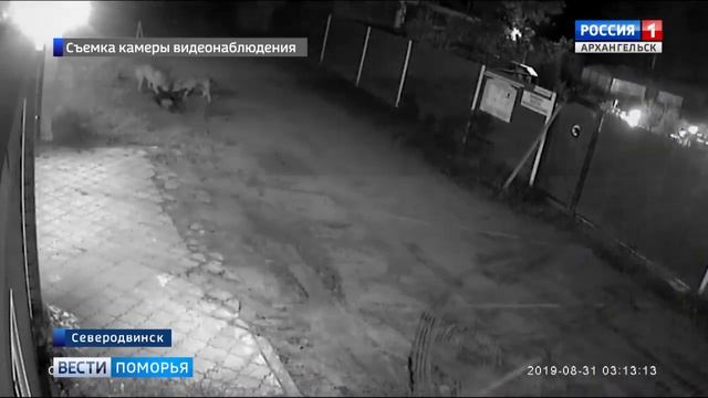 Незваными гостями дачного товарищества «Волна» в Северодвинске стали волки смотреть онлайн