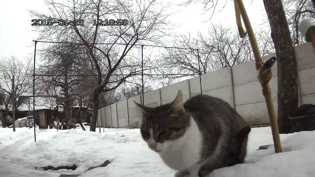 КоТэ смотреть онлайн