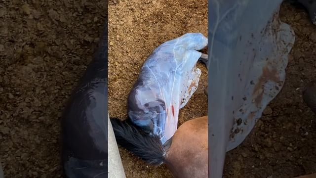 Роды лошади смотреть онлайн