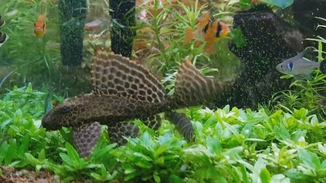 Парчовый сом Птеригоплихт/уход/содержание/ смотреть онлайн