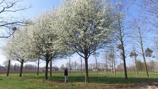 Pyrus communis subsp caucasica - Van den Berk over Bomen смотреть онлайн