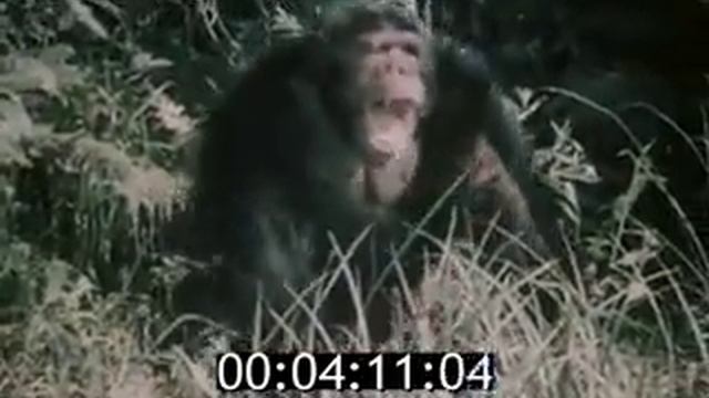 Стресс - Ганс Селье смотреть онлайн