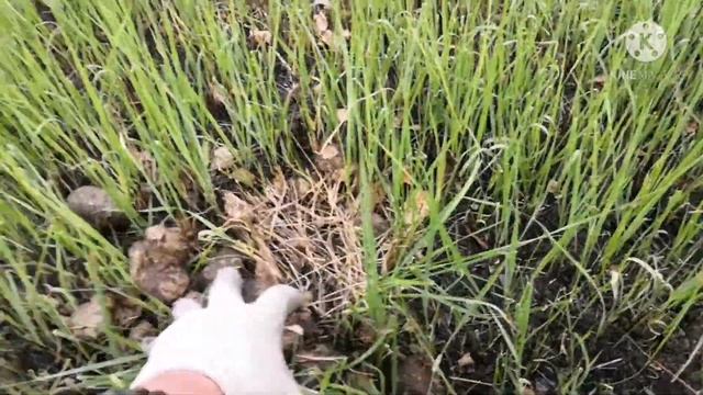 Дымокур от комаров и опасности в лесу. #дымокур, смотреть онлайн