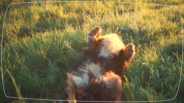 Berner Sennenhund I Rasseportrait I FRESSNAPF смотреть онлайн