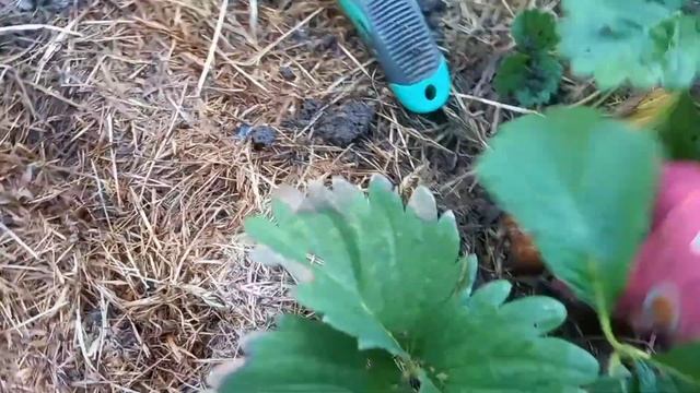 Летняя посадка картофеля. смотреть онлайн