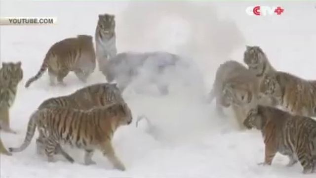 Амурские тигры устроили охоту за шпионом квадрокоптером и разбили его смотреть онлайн