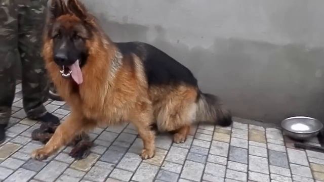 Красивый КОБЕЛЬ ДЛИННОШЕРСТНОЙ Немецкой Овчарки. Beautiful long-haired German Shepherd DOG. Одесса. смотреть онлайн