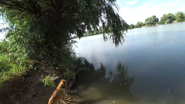 Купаюсь в реке протока, съел таблетку от глистов смотреть онлайн