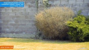 СТРИГУ ХВОЙНЫЕ РАСТЕНИЯ | ТОПИАР | ТУЯ_ МОЖЖЕВЕЛЬНИК Cтрижка туи Беларусь Минск | @ВЛАСТЕЛИН ТУЙ