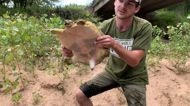 GIANT Spiny SOFT SHELL TURTLE Capture смотреть онлайн