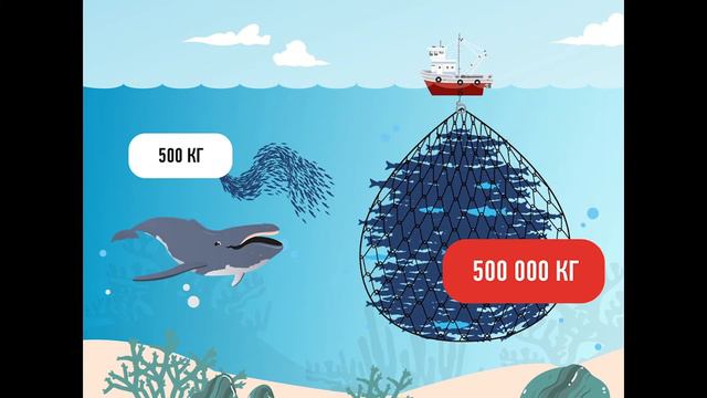Школа юного эколога I Моря России смотреть онлайн