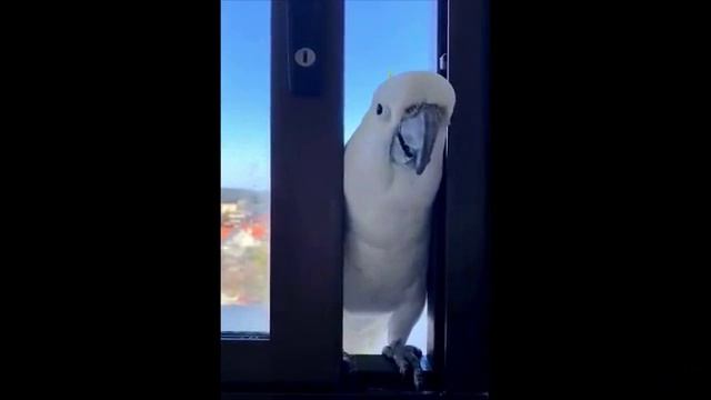 Нашествие попугаев в Австралии