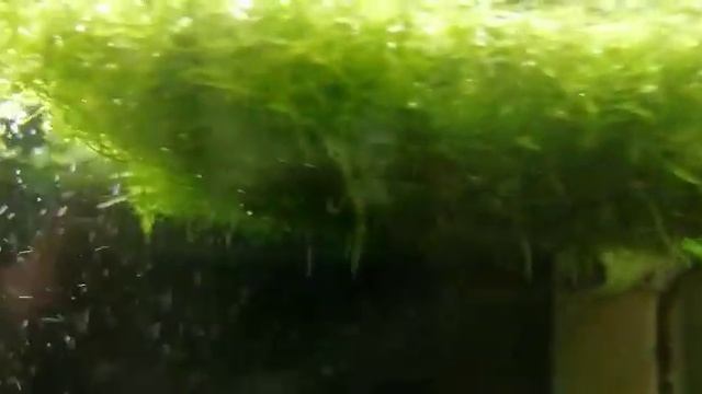 Базилик в аквапонике пятый день смотреть онлайн